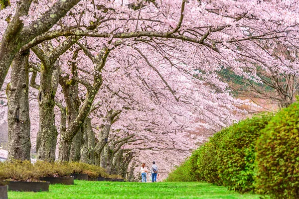 Šizuoka, Japonsko na jaře — Stock fotografie