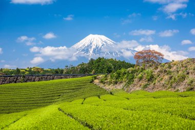 Çay plantasyon ve Mt. Fuji