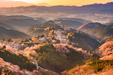 Yoshinoyama, Japonya bahar
