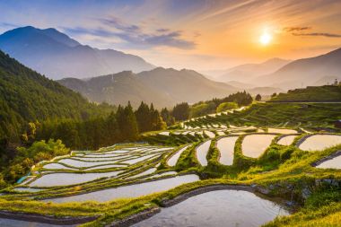 Japanese Rice Terraces clipart