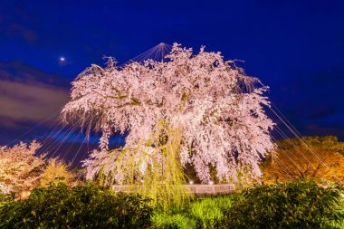 Kyoto Japonya bahar