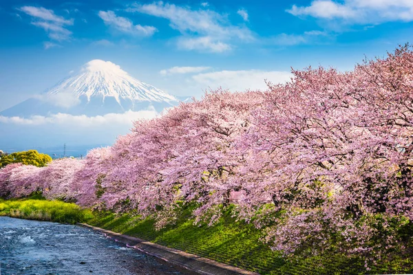 Mt. Fuji na wiosnę — Zdjęcie stockowe