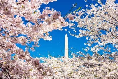 Washington Dc bahar