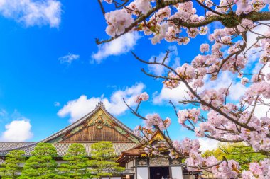 Bahar mevsiminde Ninomaru Palace Nijo Kalesi, Kyoto, Japonya. (kayıt okuma: 