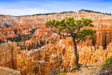 Bryce Canyon şafak