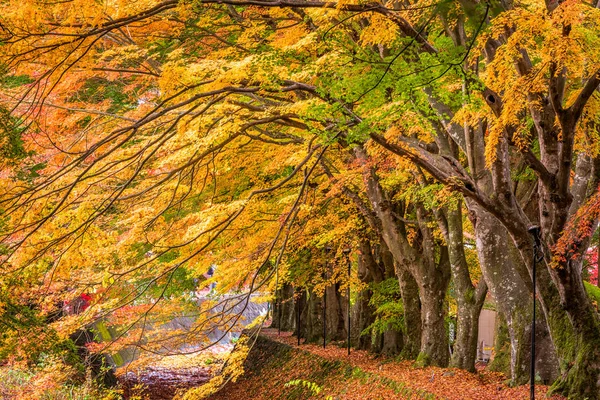 Corredor Arce Cerca Del Lago Kawaguchi Japón Durante Otoño —  Fotos de Stock