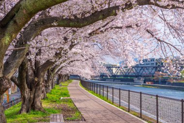 Kyoto, Japonya 'da Kiraz Çiçekleri açıyor