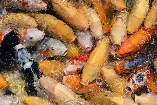 Dikke scholen van koi in Hiroshima, Japan. — Stockfoto