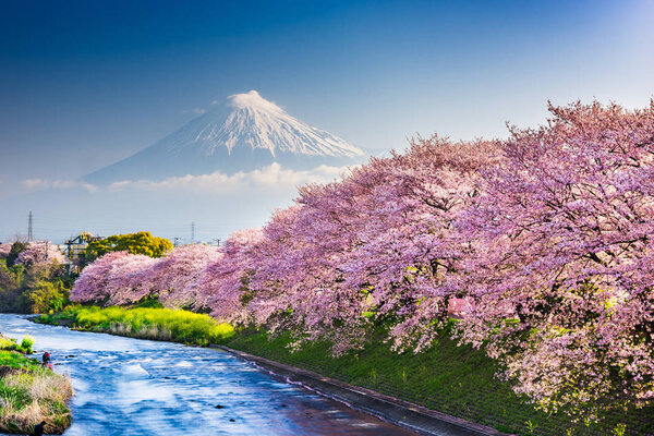 Mt. Fuji, Japan from Shizuoka Prefecture in Spring