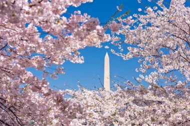 Washington DC Bahar Sezonunda