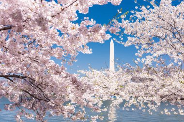 Washington DC Bahar Sezonunda