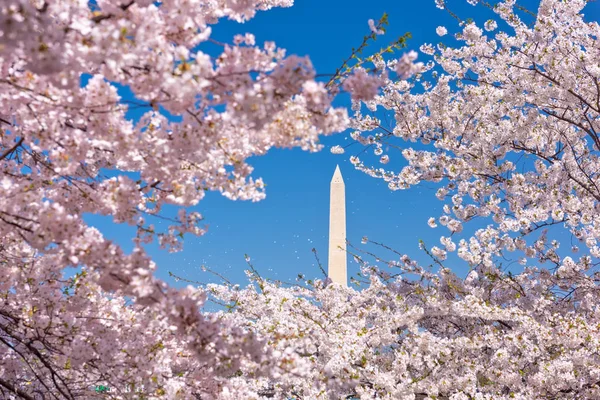 Washington DC in primavera Stagione — Foto Stock