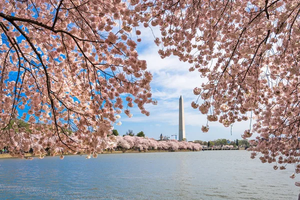 Вашингтон Округ Колумбия Сша Приливном Бассейне Памятником Вашингтону Весной — стоковое фото