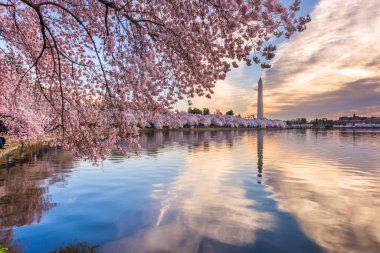 Washington DC, ABD bahar mevsiminde Washington Anıtı ile birlikte gelgit havzasında.