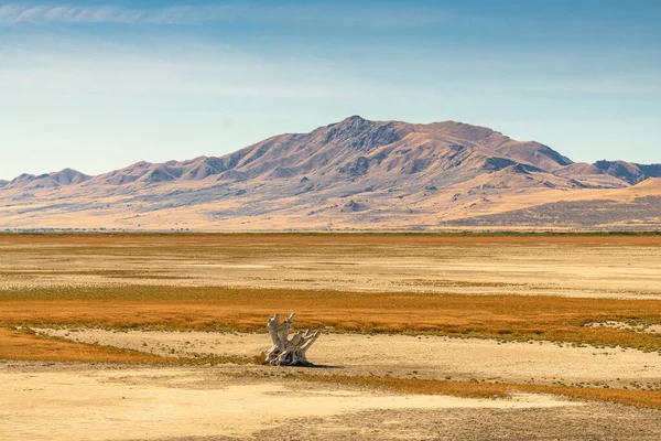 美国犹他州盐湖城大盐湖城的野牛景观 — 图库照片