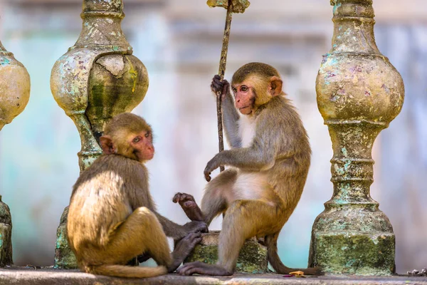 Makakenaffen Genießen Ihre Zeit Taung Kalat Popa Myanmar — Stockfoto
