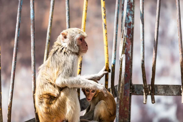 마카크 원숭이들은 트에서 즐거운 시간을 보냅니다 미얀마의 — 스톡 사진