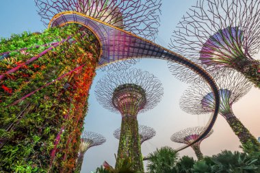 SINGAPORE - 5 Eylül 2015: Körfez kenarındaki Gardens 'taki süperağaçlar. Ağaca benzer yapılar, ağaçların ekolojik işlevlerini taklit eden çevre teknolojileriyle donatılmıştır..