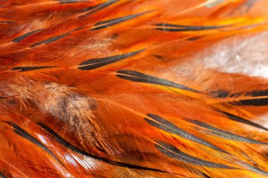 horoz tüyleri portre