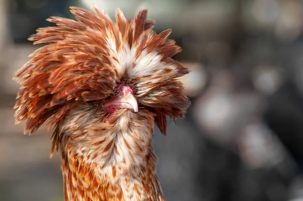 portrait of decorative rooster