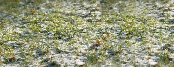 Neige sur le fond d'herbe — Photo