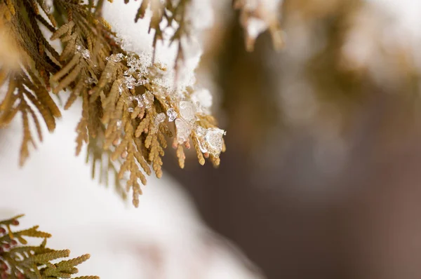 Trozos de hielo en la rama de una thuja — Foto de Stock