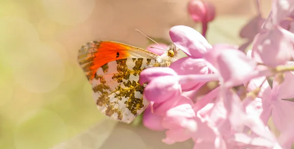 Farfalla tra fiori di lilla — Foto Stock