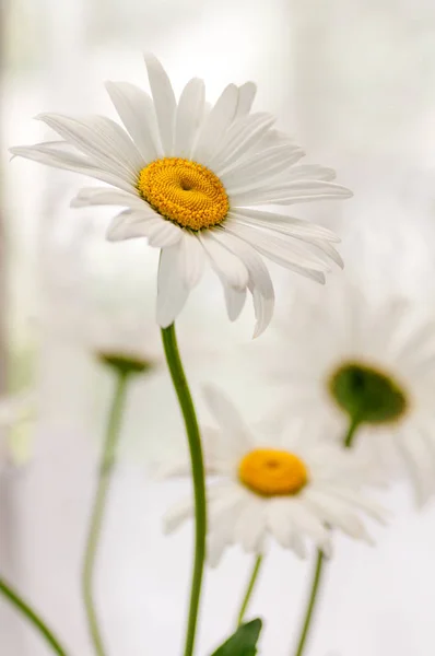 Färsk daisy bukett — Stockfoto