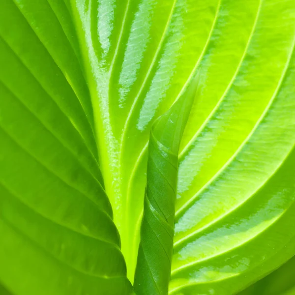 Bahar closeup çiçekleri yaprak yeşil