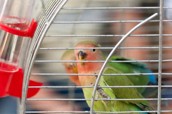 parrot in a cage closeup