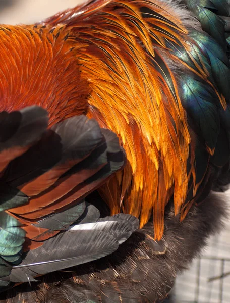 Orangefarbene Hahnenfedern Nahaufnahme — Stockfoto