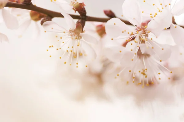 kiraz çiçek çiçeklenme