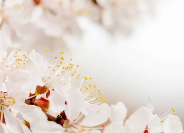 벚꽃이 개화의 지점 — 스톡 사진