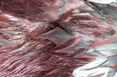 doku horoz tüy kahverengi