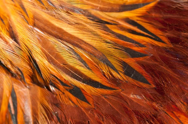 Texture rooster feather red — Stock Photo, Image