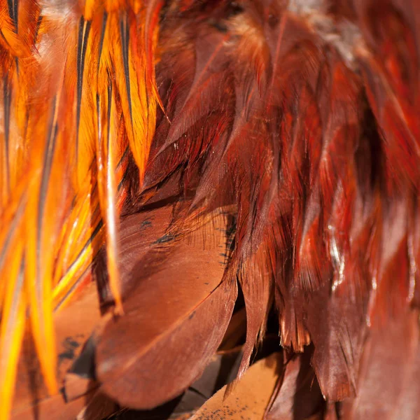 Texture rooster feather red — Stock Photo, Image