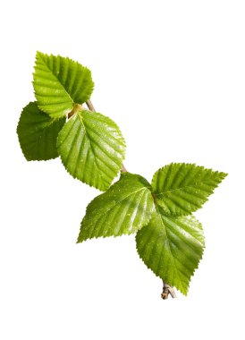 izole bir şube closeup genç yeşil yapraklar