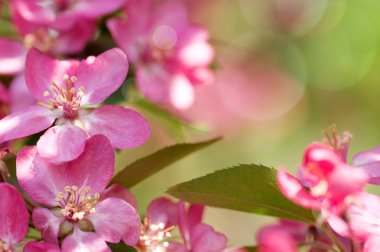 Elma ağacı doğada kırmızı çiçekler çiçek açar.