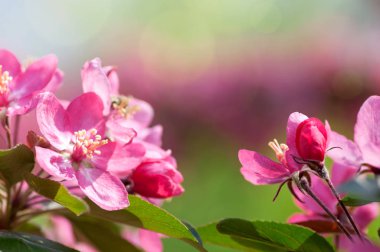 Elma ağacı doğada kırmızı çiçekler çiçek açar.