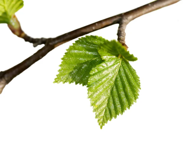 Jonge groene bladeren op een close-up van de tak geïsoleerd — Stockfoto