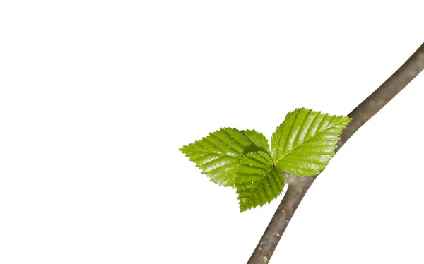 Μικρά πράσινα φύλλα σε ένα υποκατάστημα closeup απομονωμένες — Φωτογραφία Αρχείου