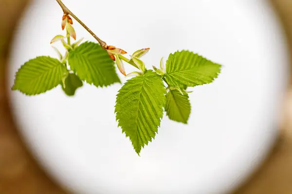 Jonge groene bladeren op tak tegen de achtergrond van de ronde w — Stockfoto