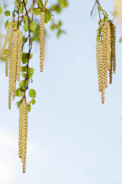 Young branch of birch with catkins in nature — Stock Photo, Image