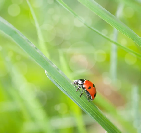 Coccinella strisciare sull'erba primo piano in natura — Foto Stock