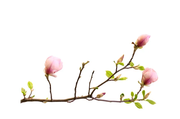 Magnolia branch isolation — Stock Photo, Image