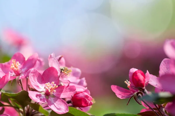 Jabłoń kwitnie czerwony kwiaty w przyrodzie — Zdjęcie stockowe