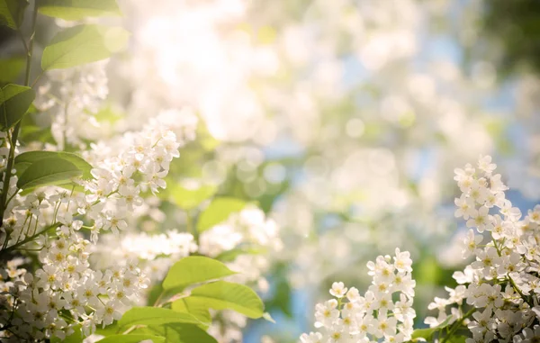 Wiśniowe kwiaty w przyrodzie, zużyty filtr — Zdjęcie stockowe