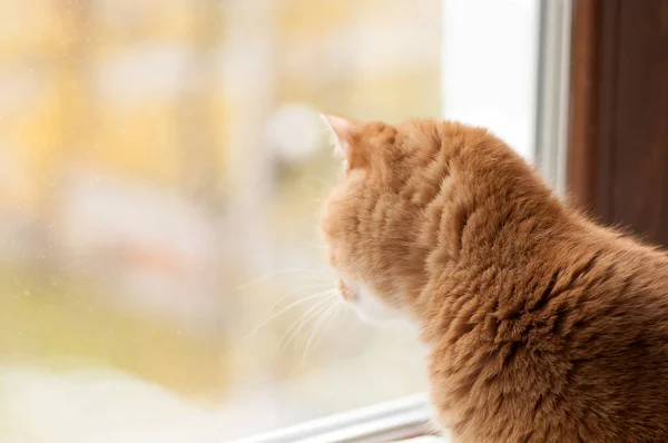 Red cat stares outside the window — Stock Photo, Image