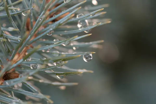 Köknar ağacı iğneler üzerine yağmur damla — Stok fotoğraf