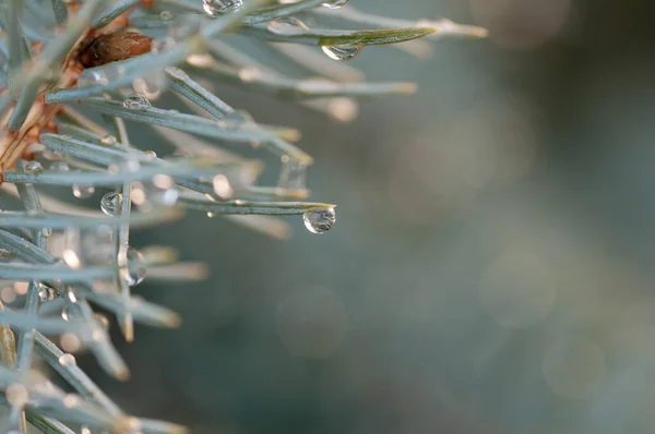 Drop of rain on the needles of the fir tree — Stock Photo, Image